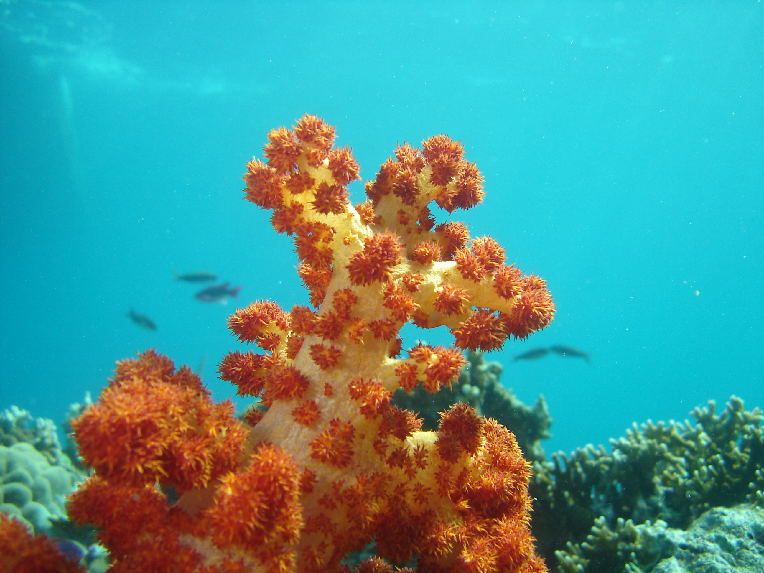 Orange Carnation Coral