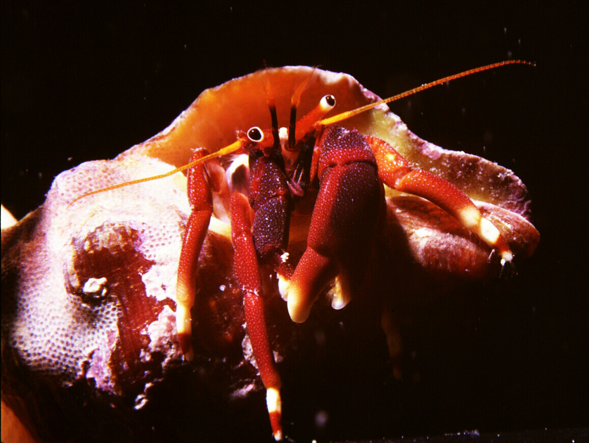 Orange Clawed Hermit Crab