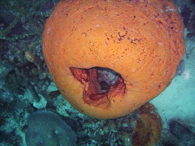 Orange Coral