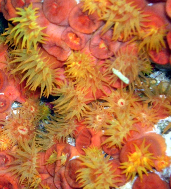 Orange Cup Coral Bonaire