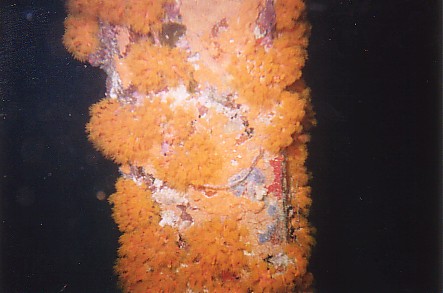 Orange Cup Coral, Bonaire