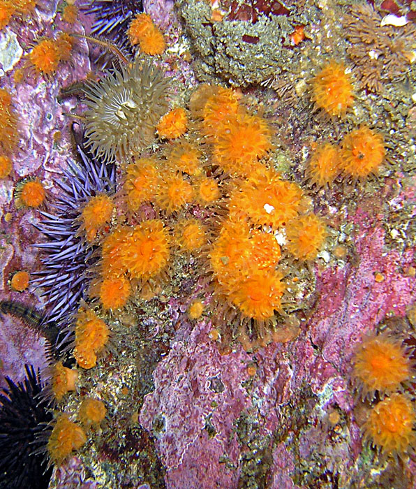 Orange Cup Coral