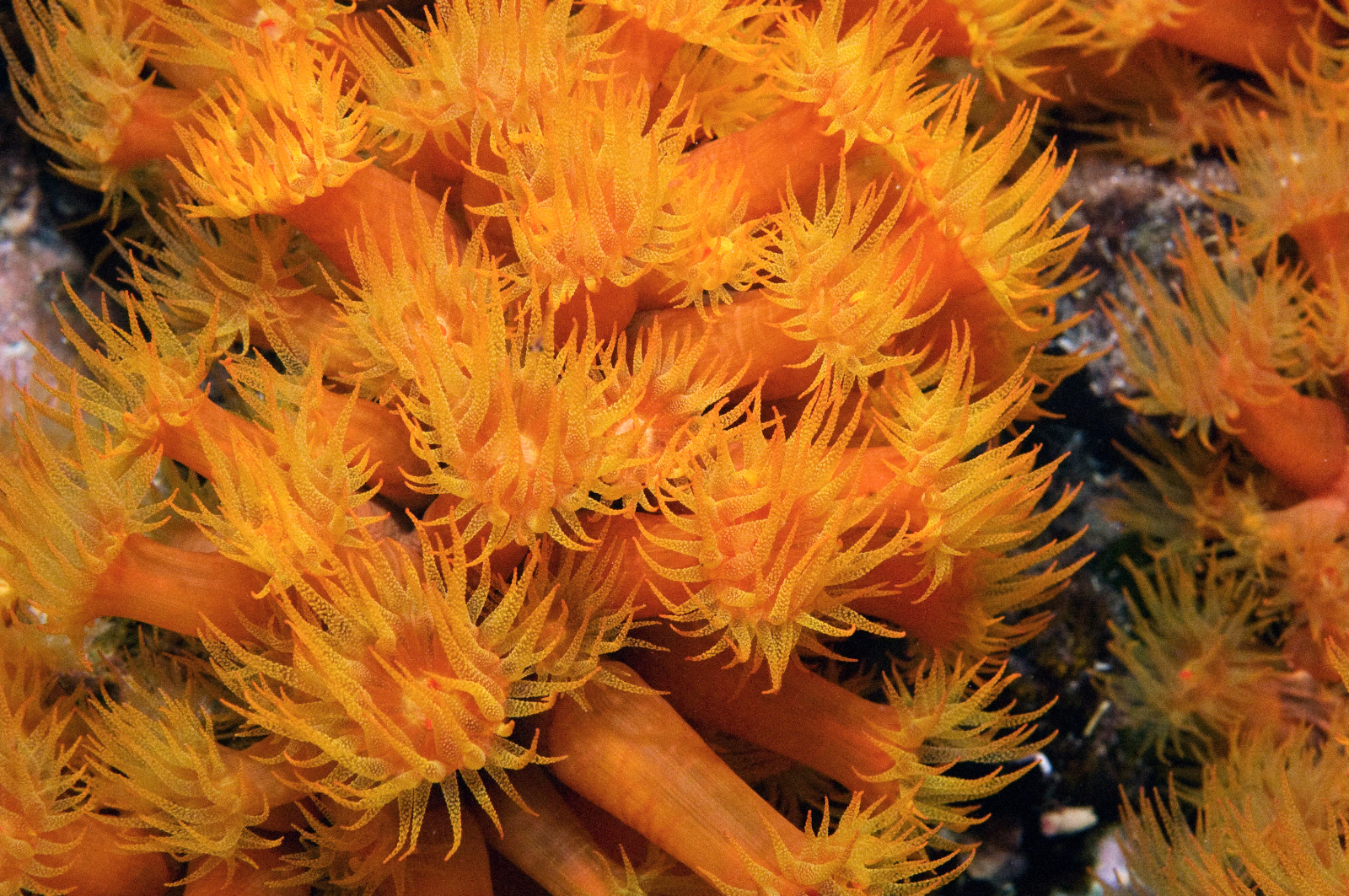 Orange Cup Corals