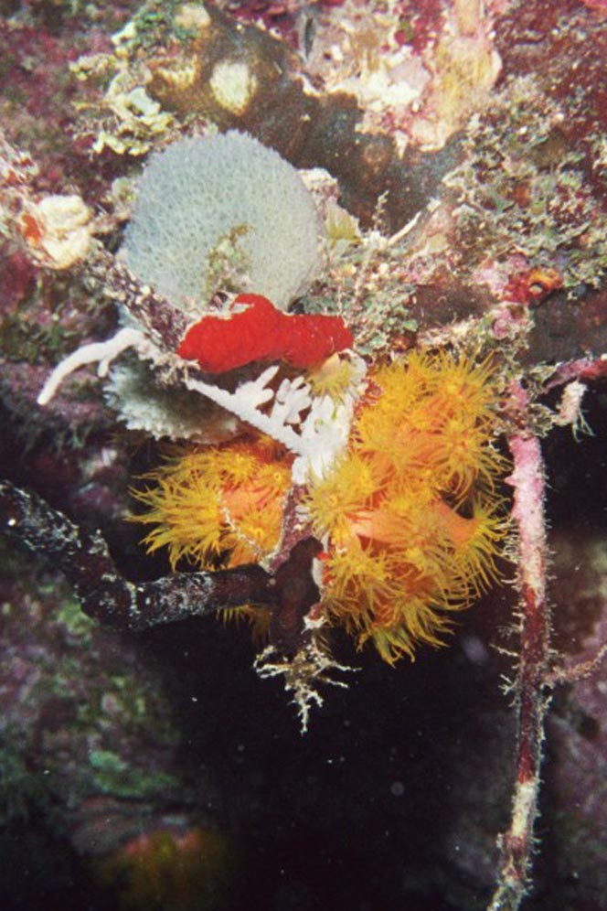 Orange Cup Corals