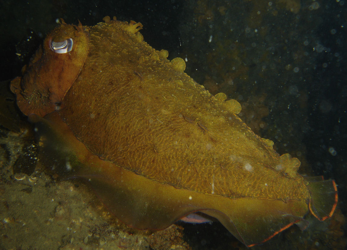 Orange cuttlefish