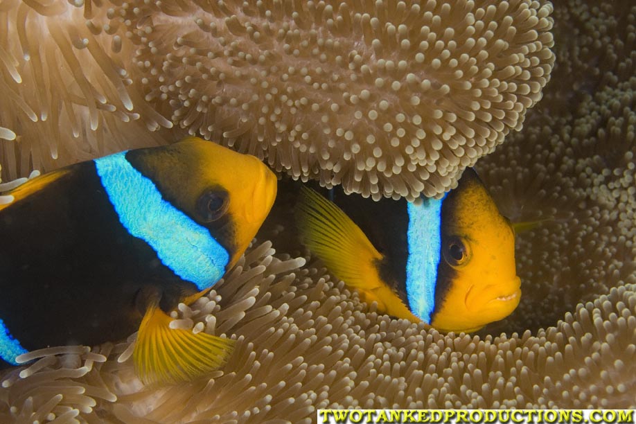 Orange Fin Anemone fish Beqa Lagoon Fiji 07