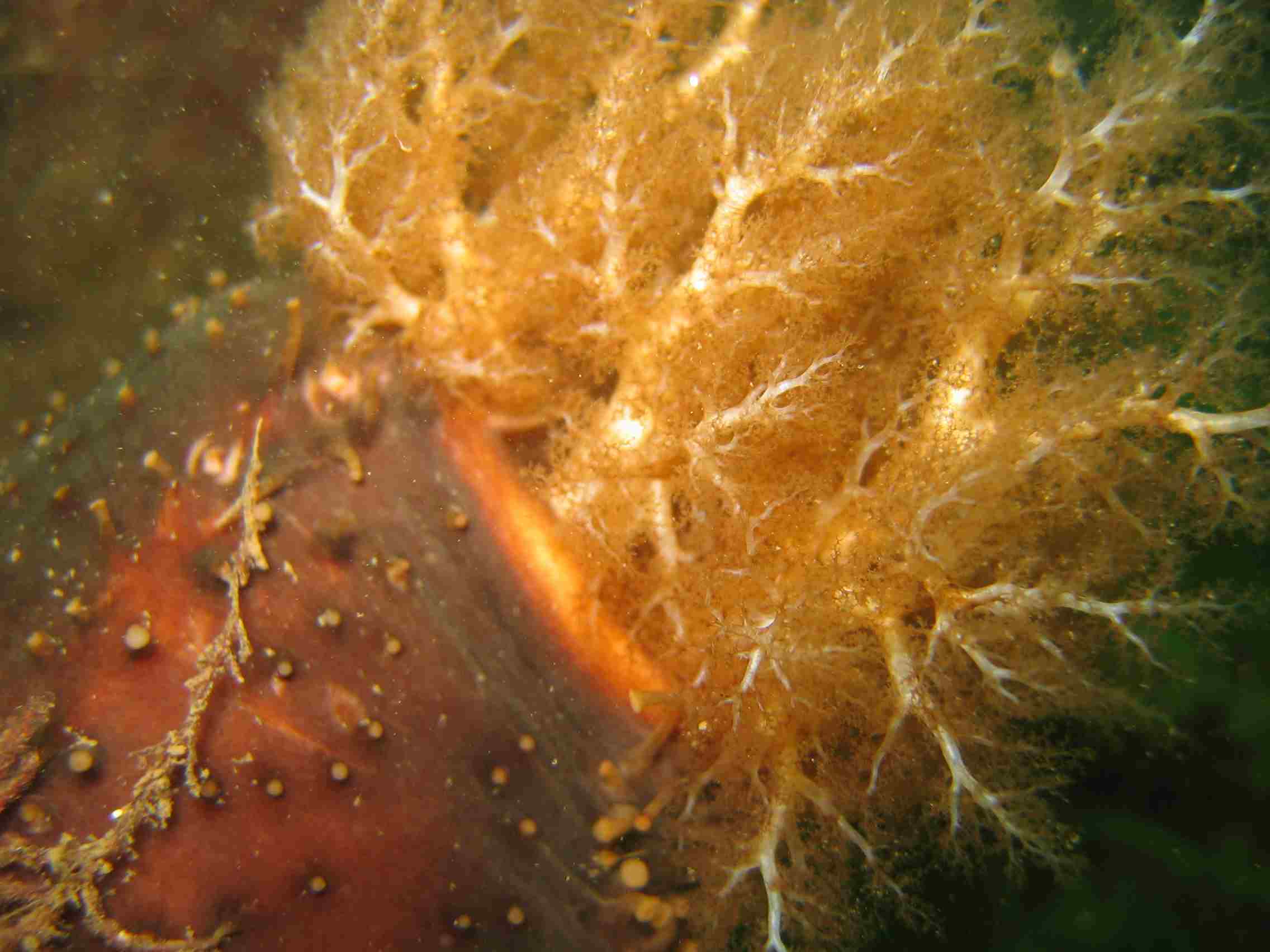 Orange Footed Sea Cucumber