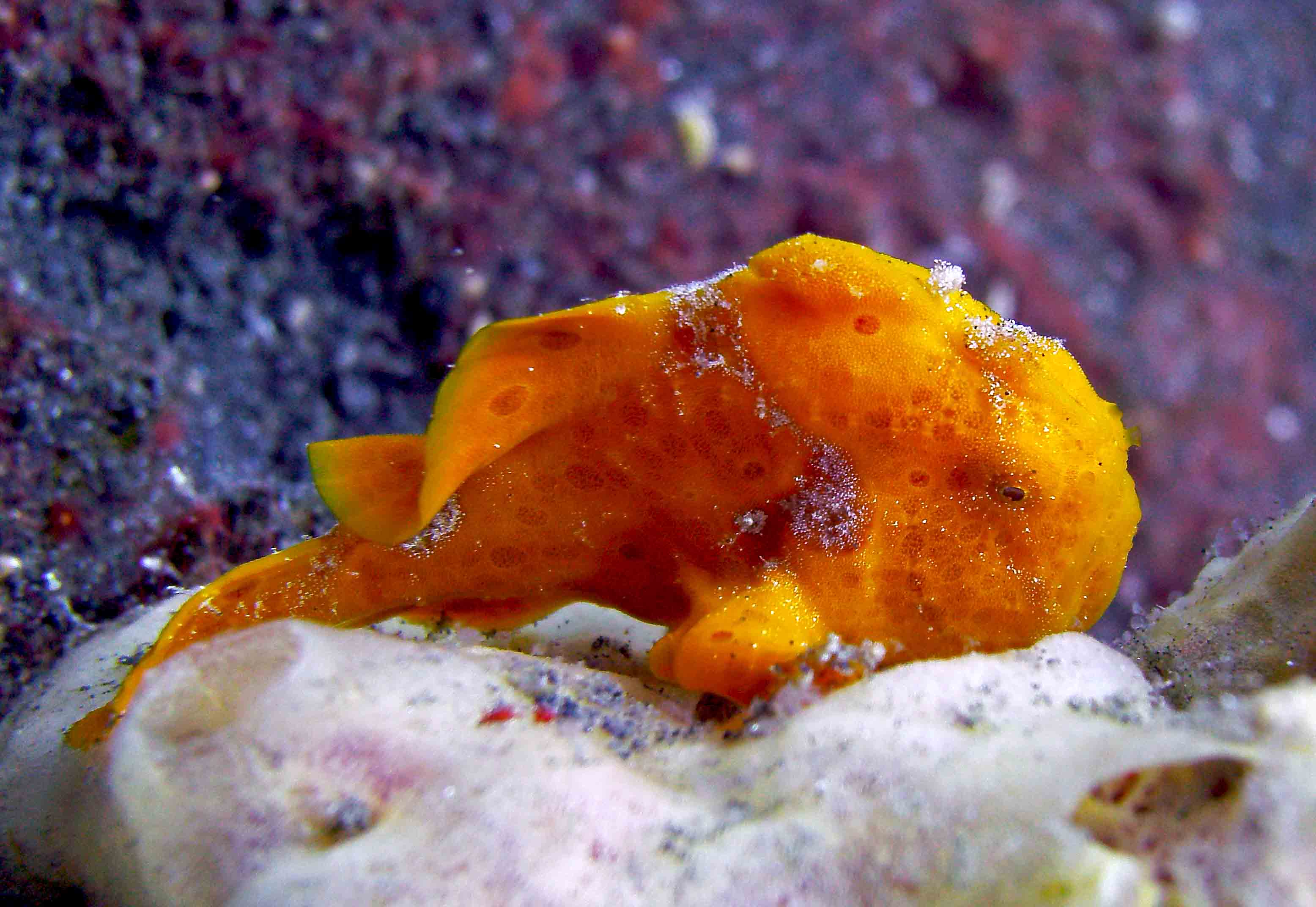 Orange Frog Fish At Lembeh