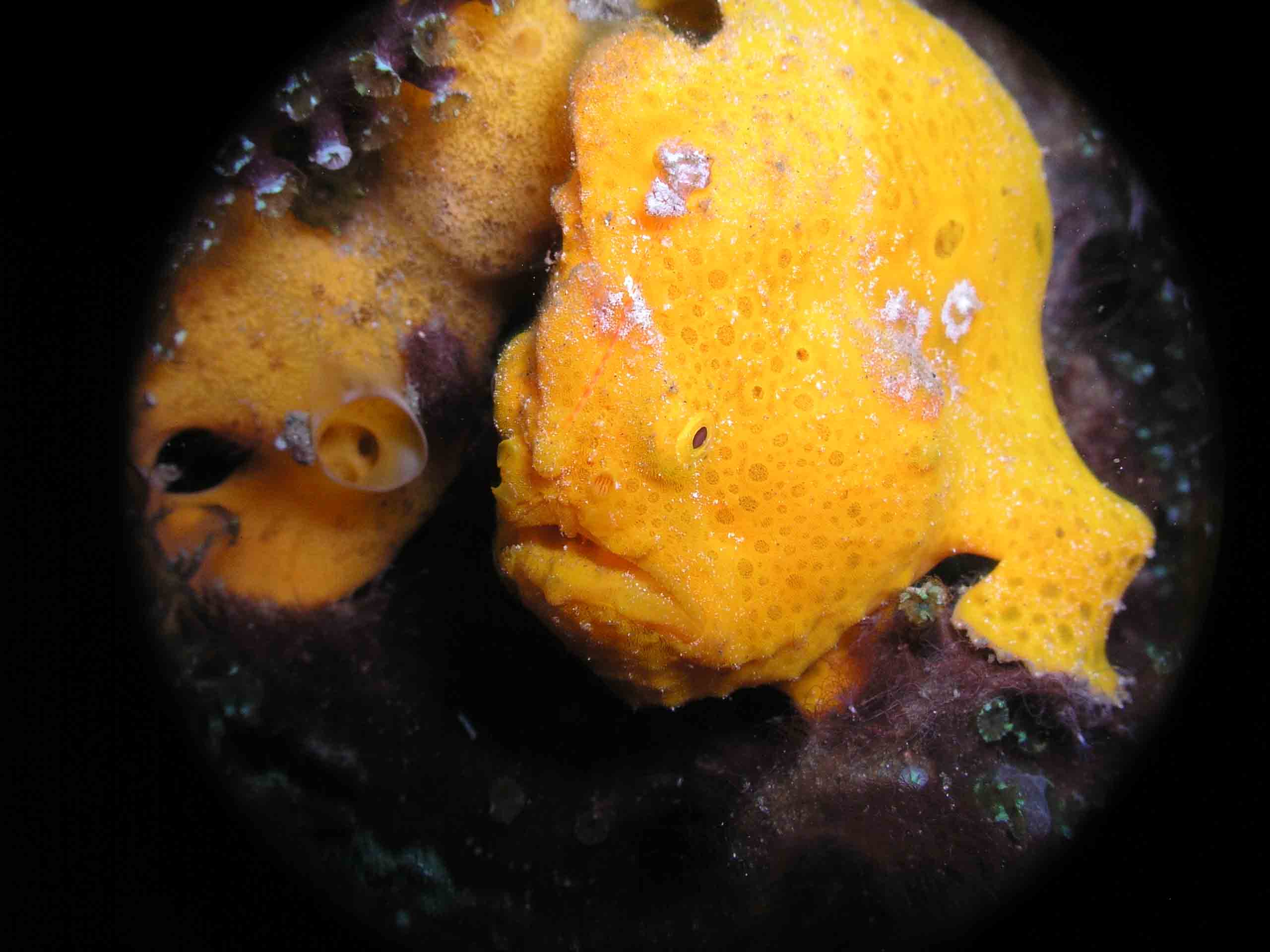 orange frogfish in bali