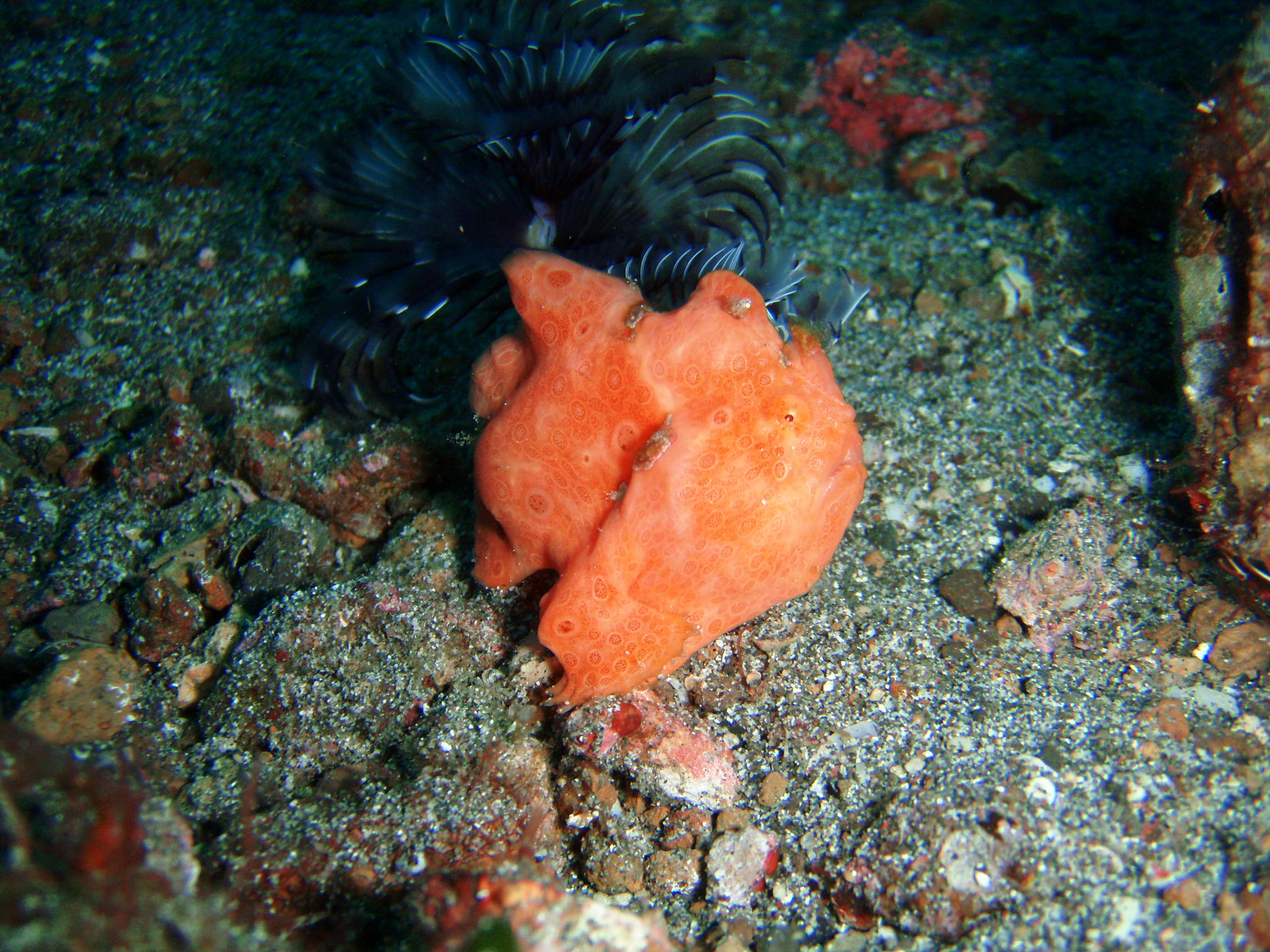 Orange Frogfish