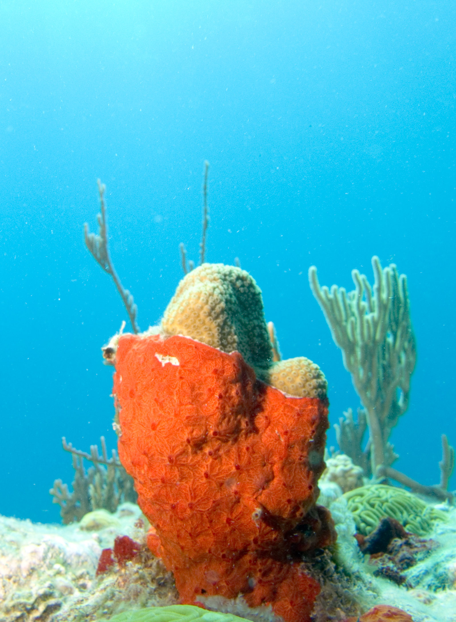 Orange glove