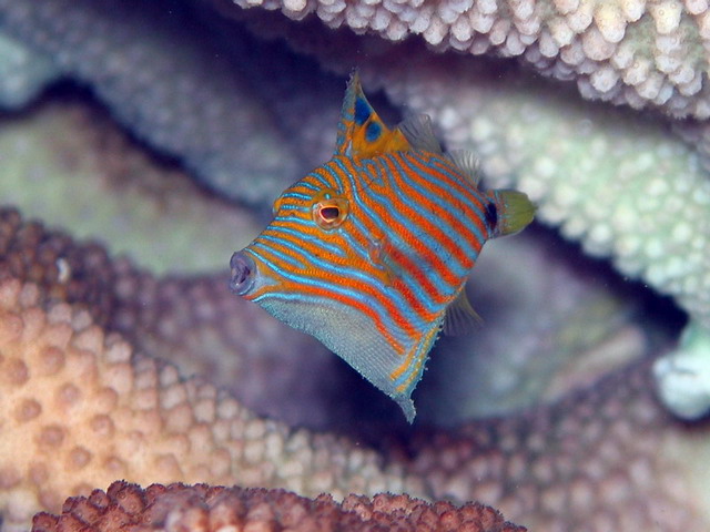 Orange Lined Trigger Juv.