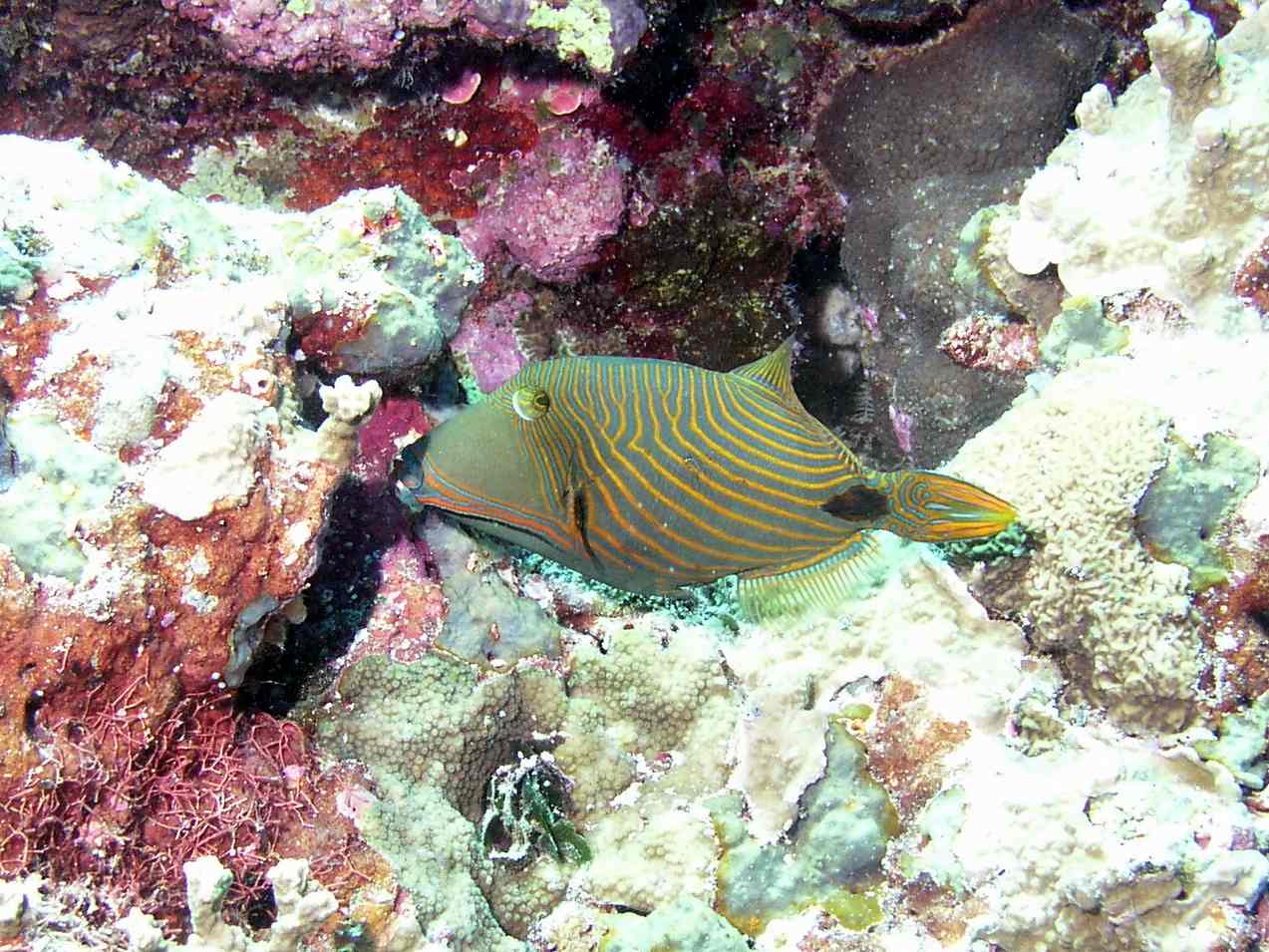 Orange Lined Triggerfish