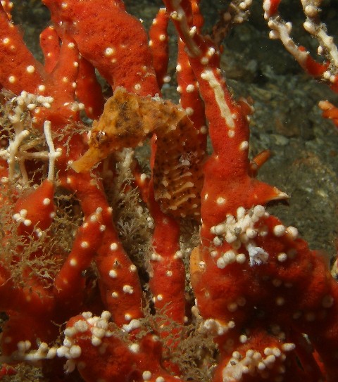 Orange Longsnout Seahorse