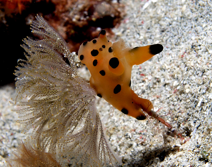 Orange Nudibranch