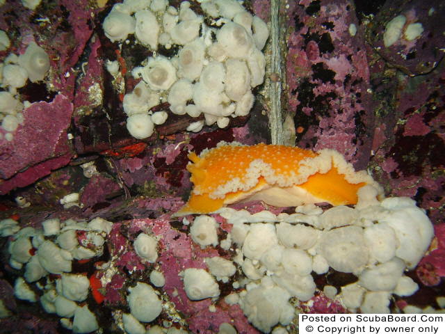 Orange Peel Nudibranch on lavender ledge