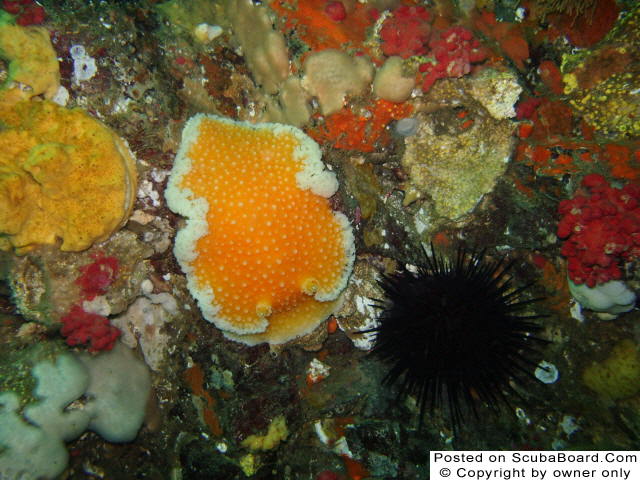 Orange Peel Nudibranch