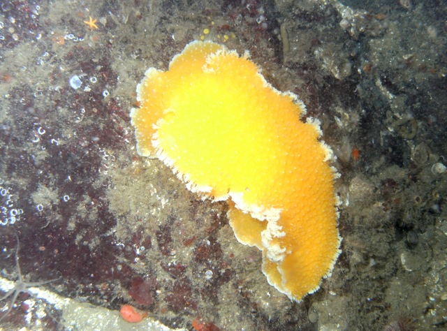 Orange peel Nudibranch