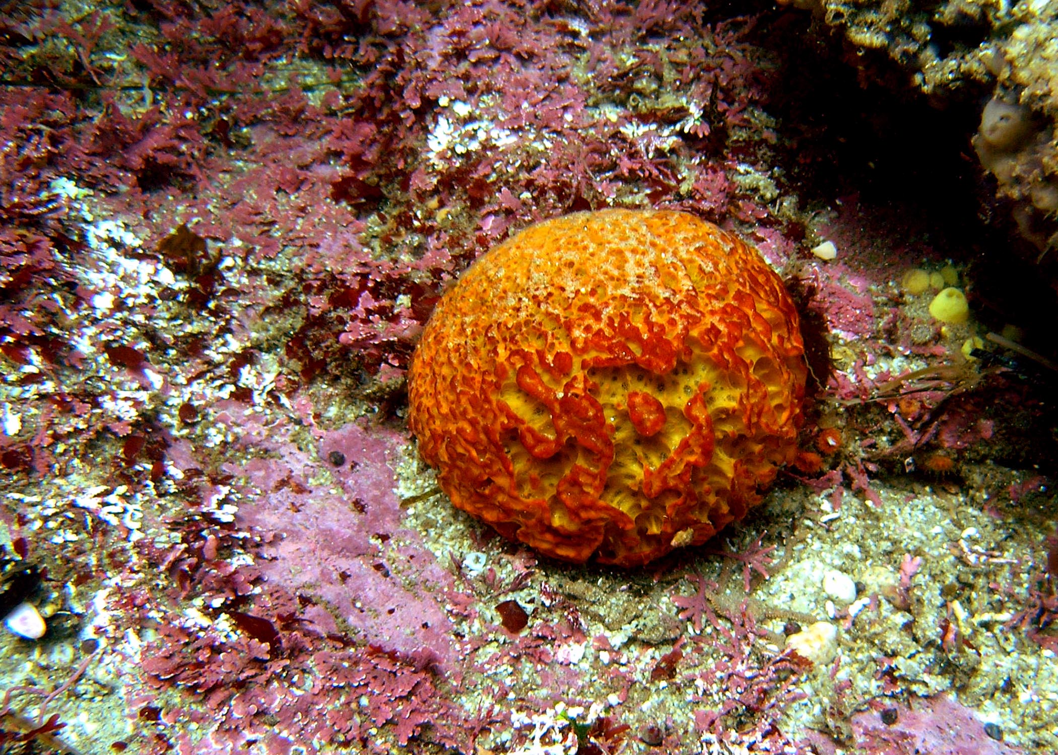 Orange Puff Ball Sponge