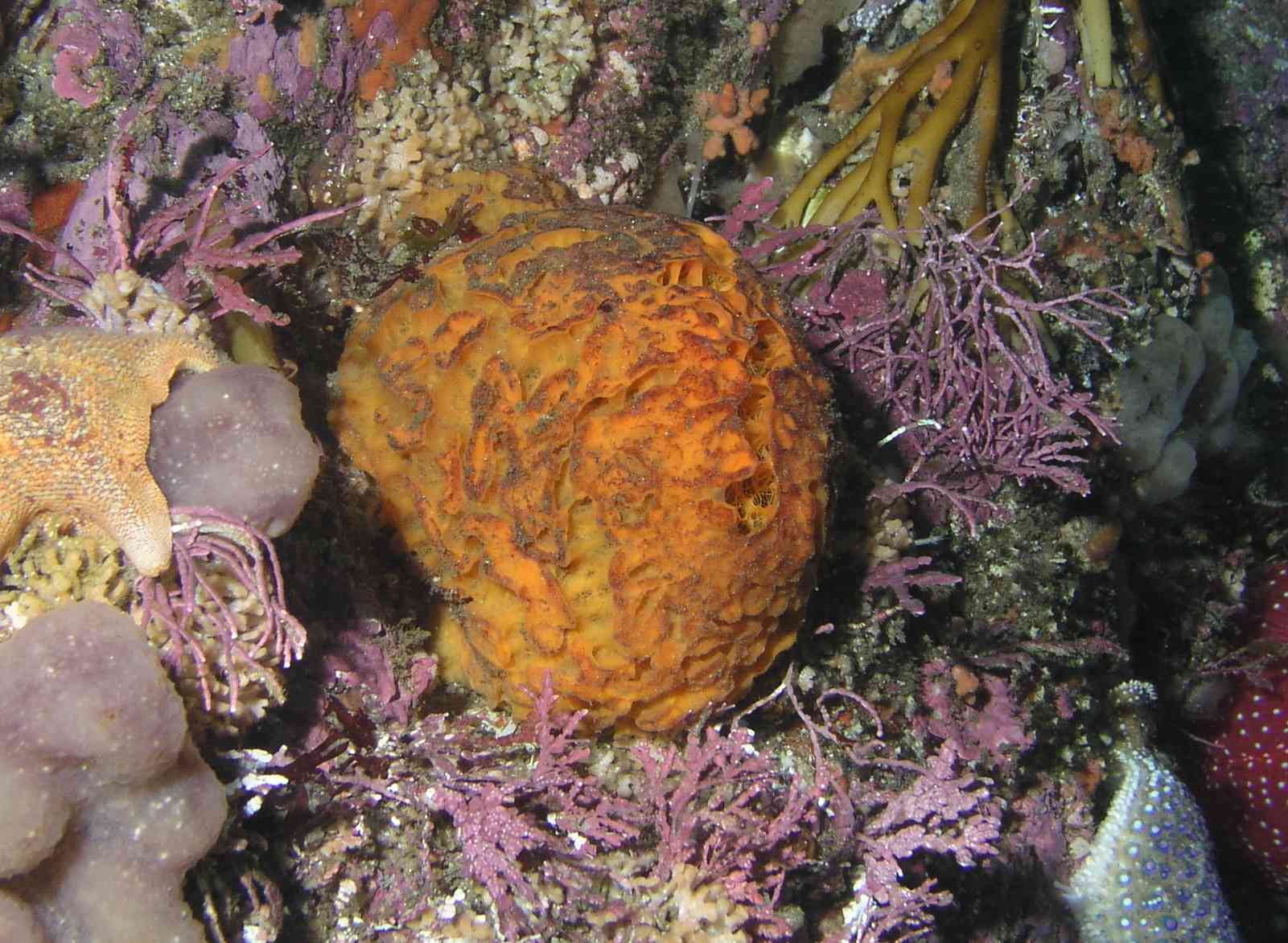 Orange Puffball Sponge