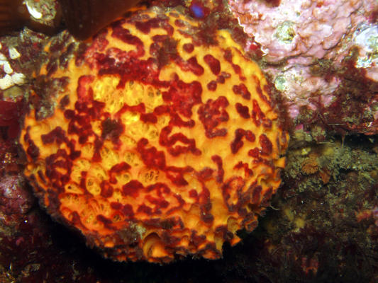 Orange Puffball Sponge