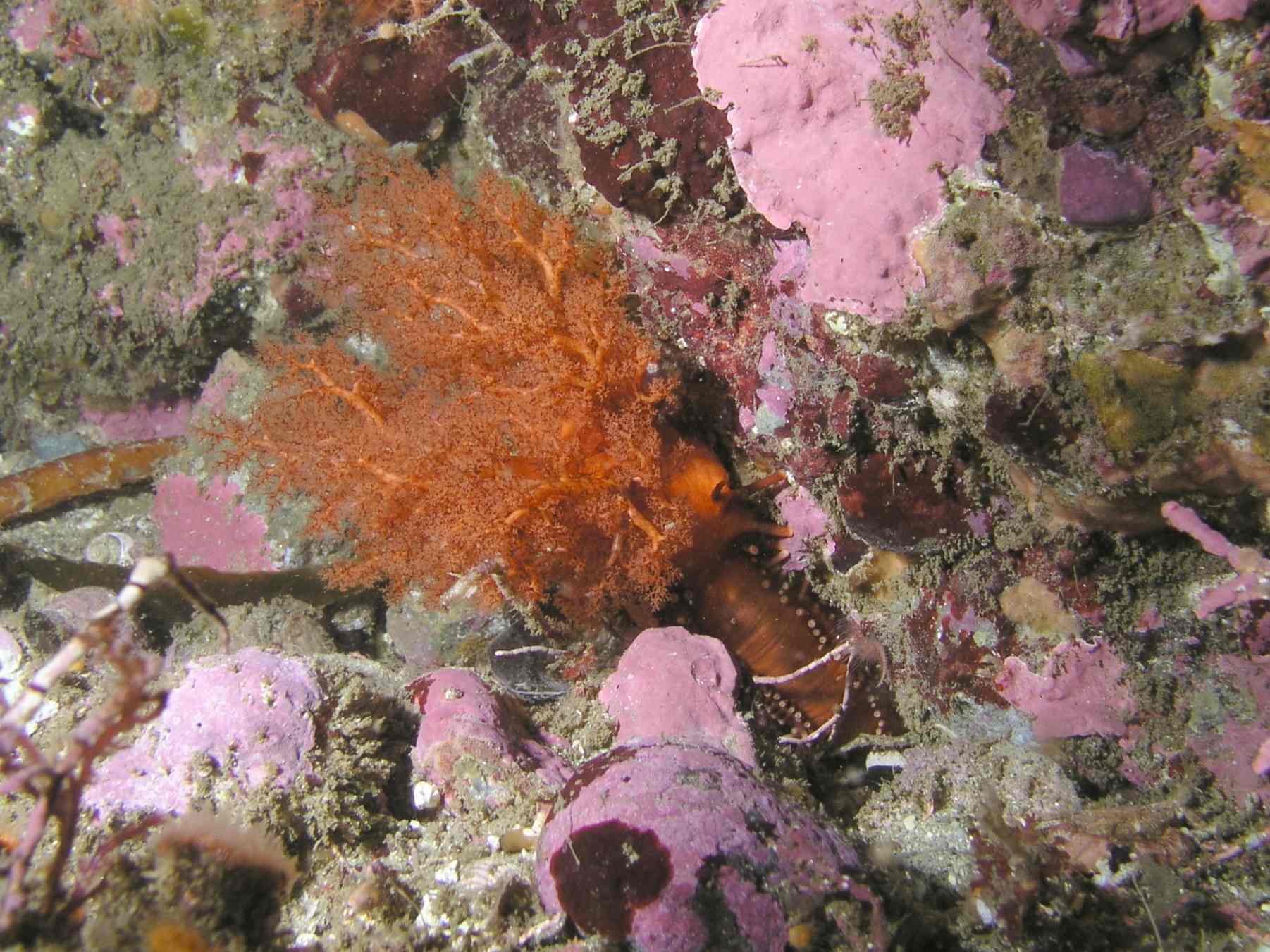 Orange Sea Cucumber