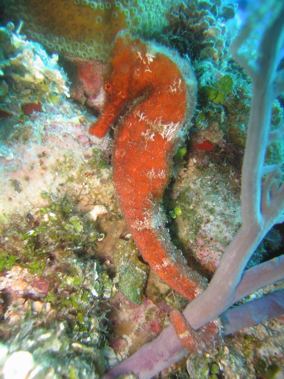 Orange Sea Horse