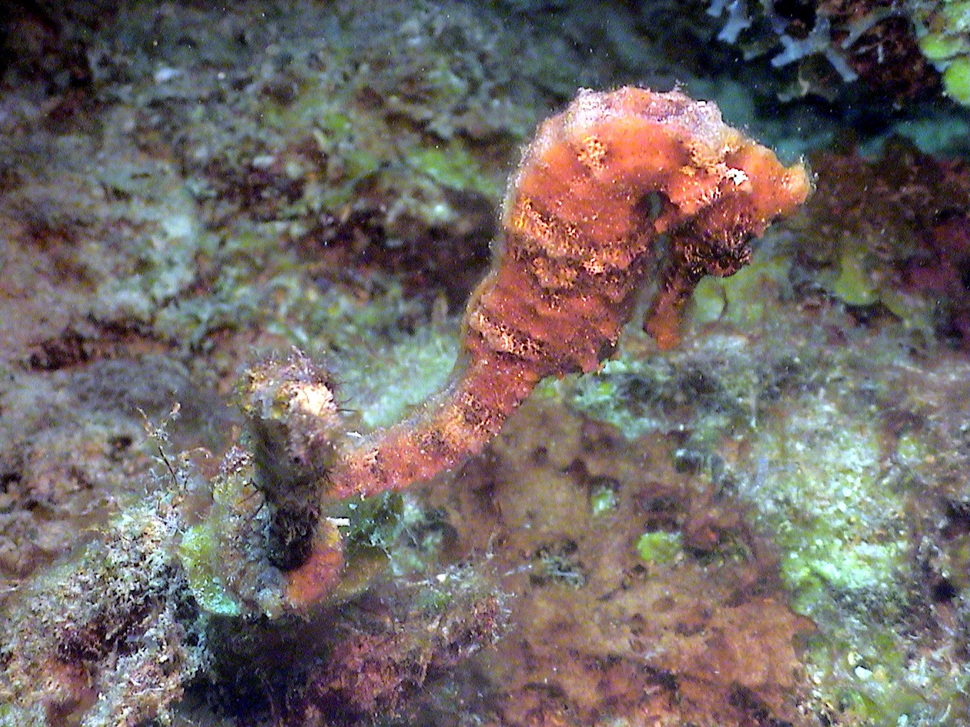 Orange Seahorse in Curacao