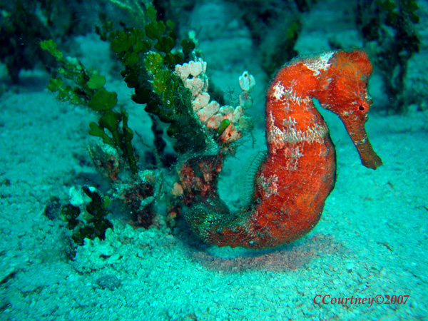 Orange Seahorse - July 5, 2007 Cozumel