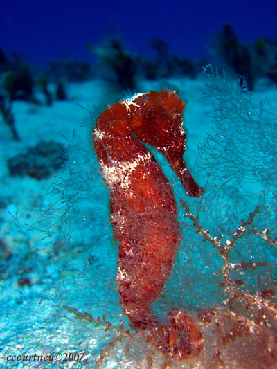 Orange Seahorse