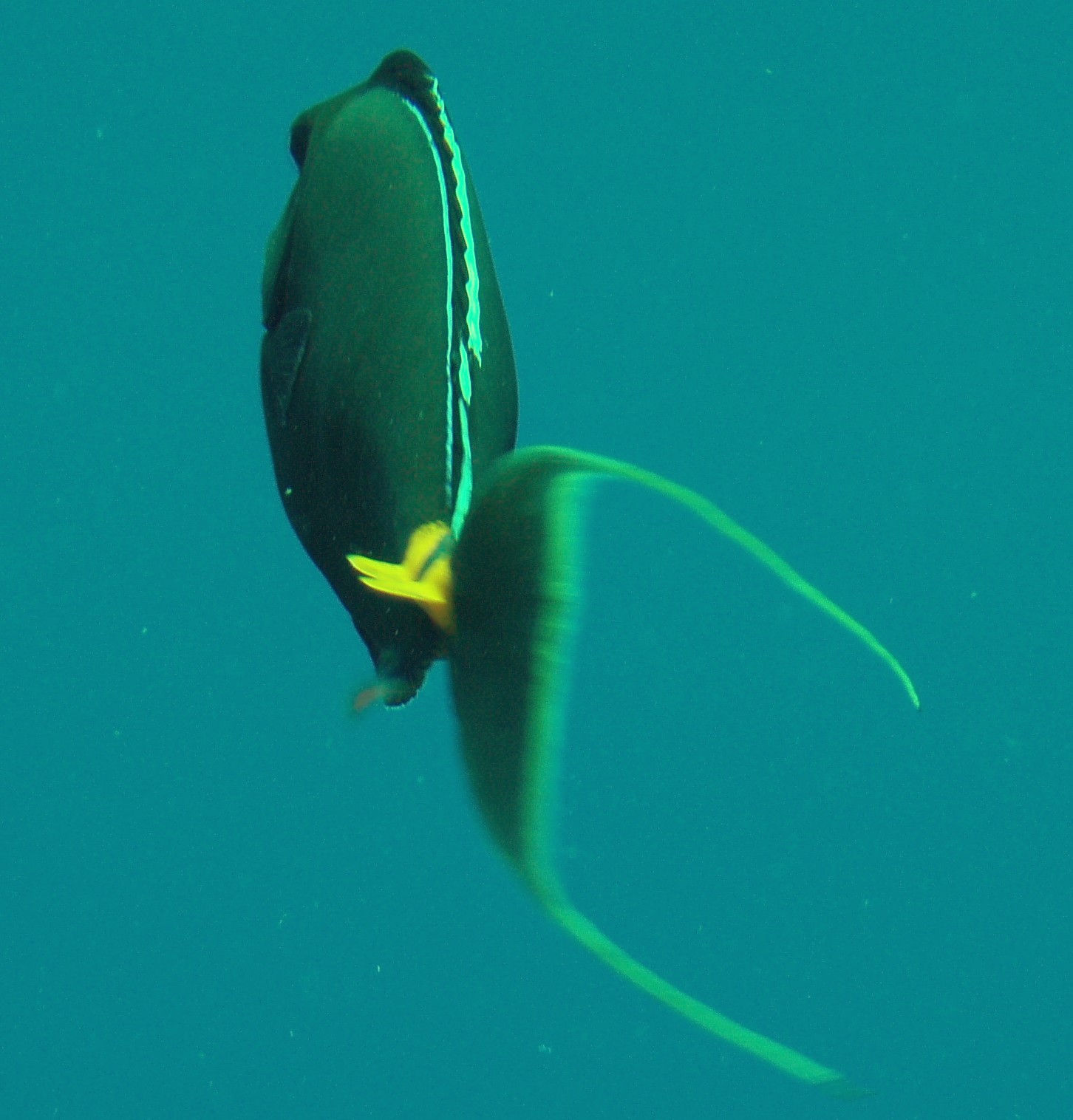 Orange Spine Surgeonfish