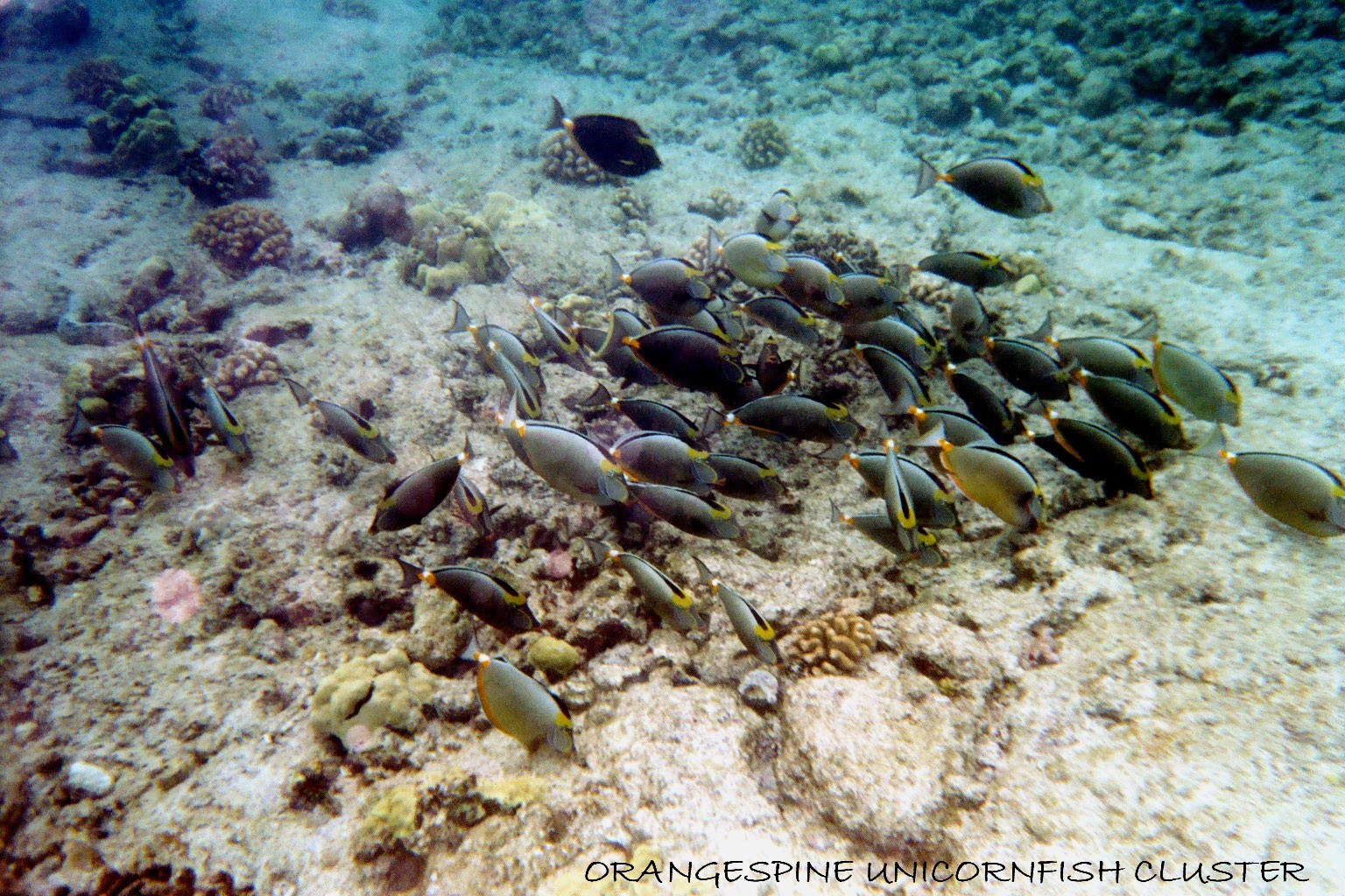 Orange-spine Unicornfish cluster