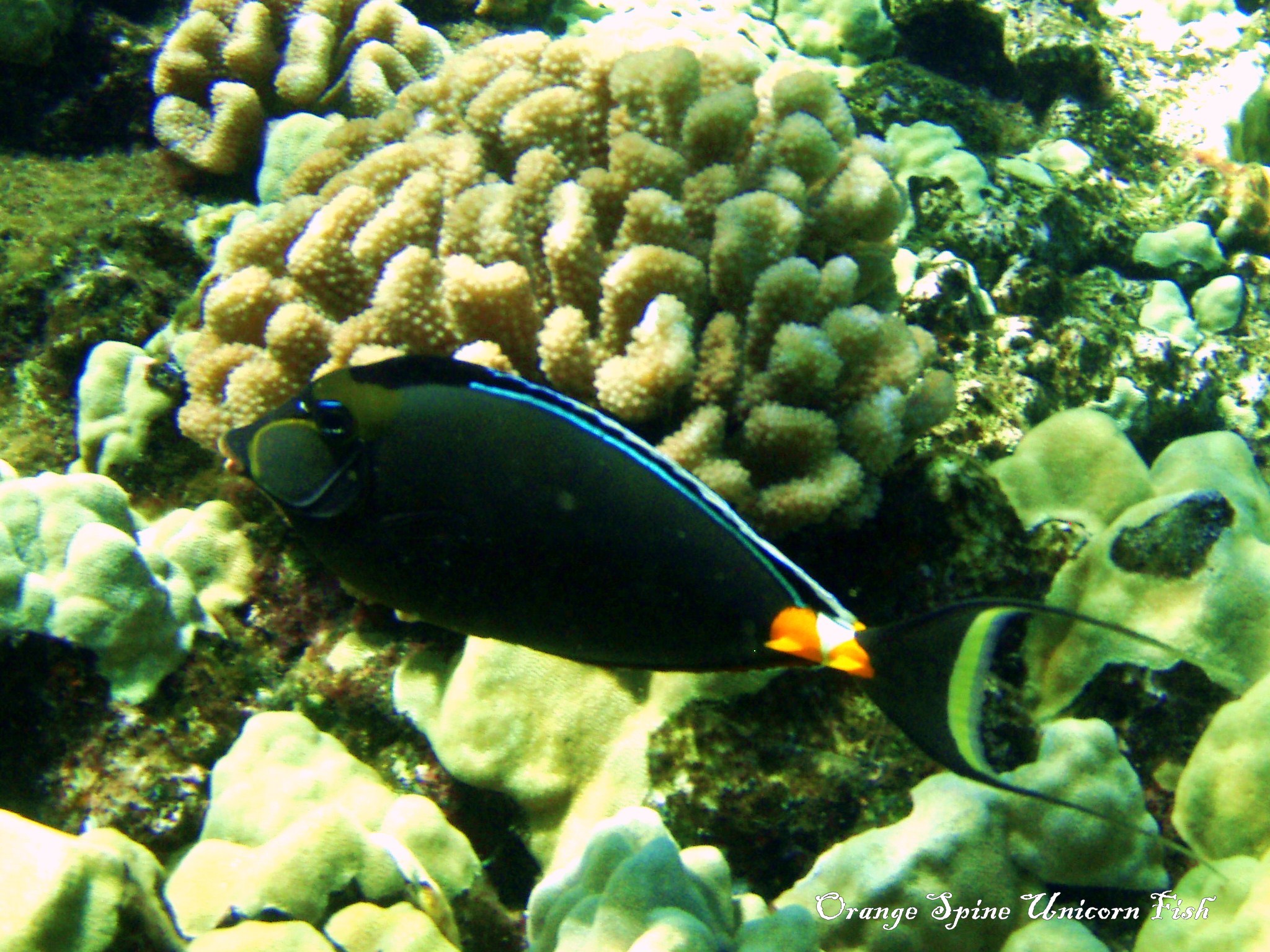 Orange Spine Unicornfish