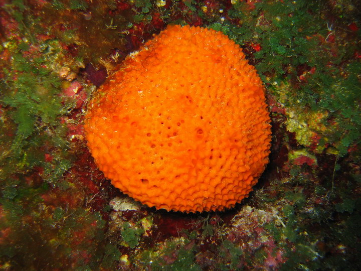 Orange Sponge