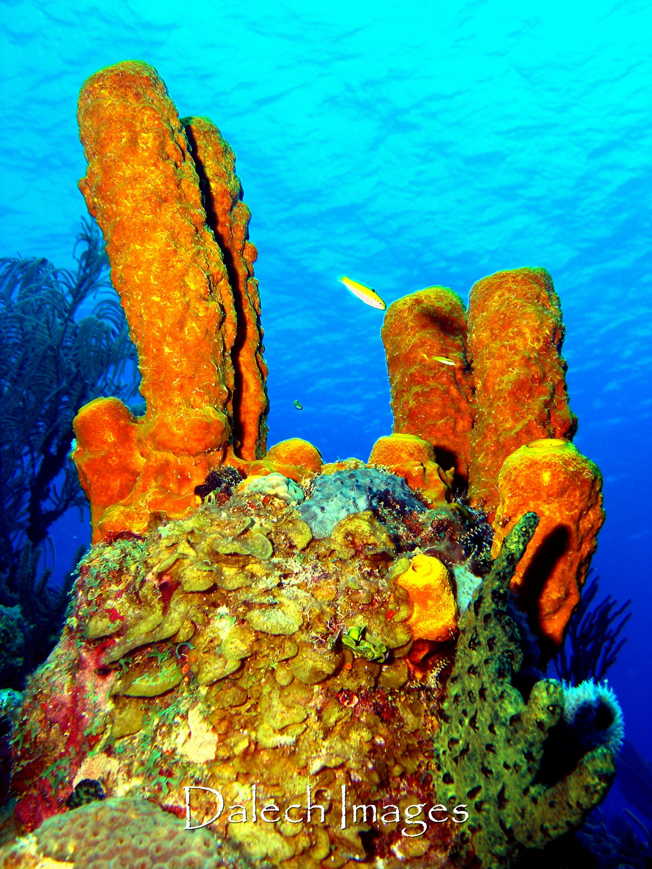 Orange Sponges