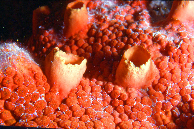 Orange Sponges