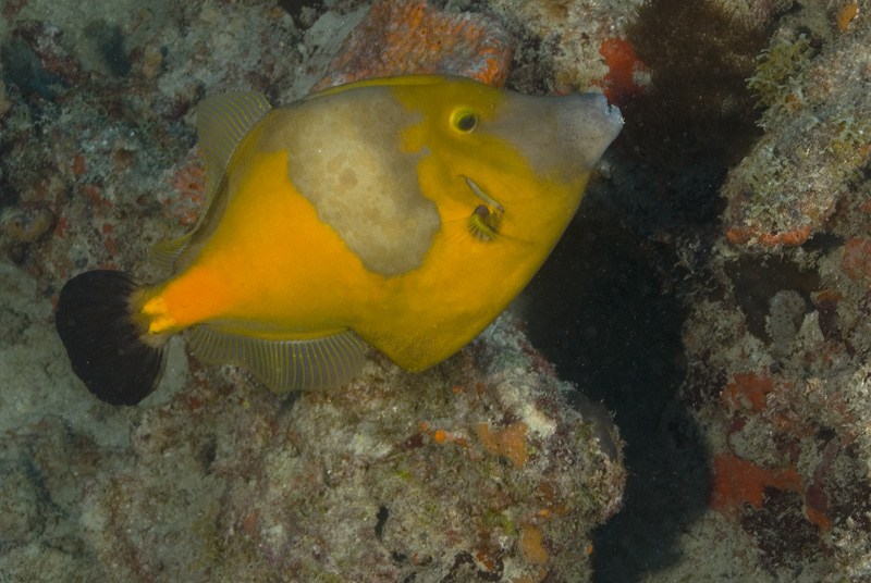 Orange Spotted Filefish