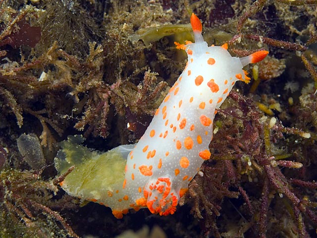 Orange spotted Nudi