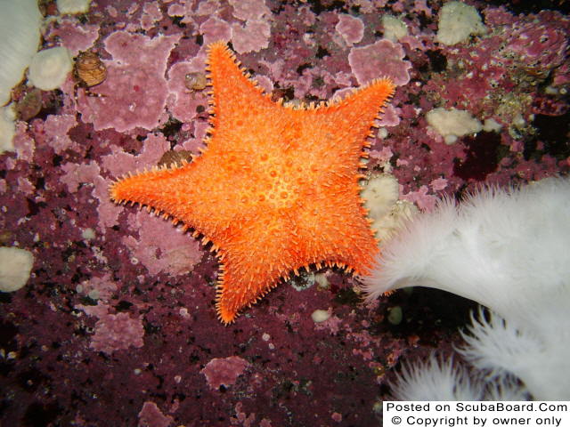 Orange Starfish on a purple field