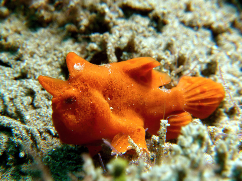 orange tiny frog fish