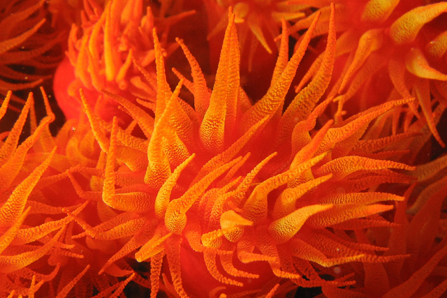Orange Turret Coral