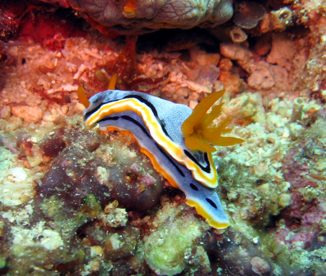 oRANGE_nudi