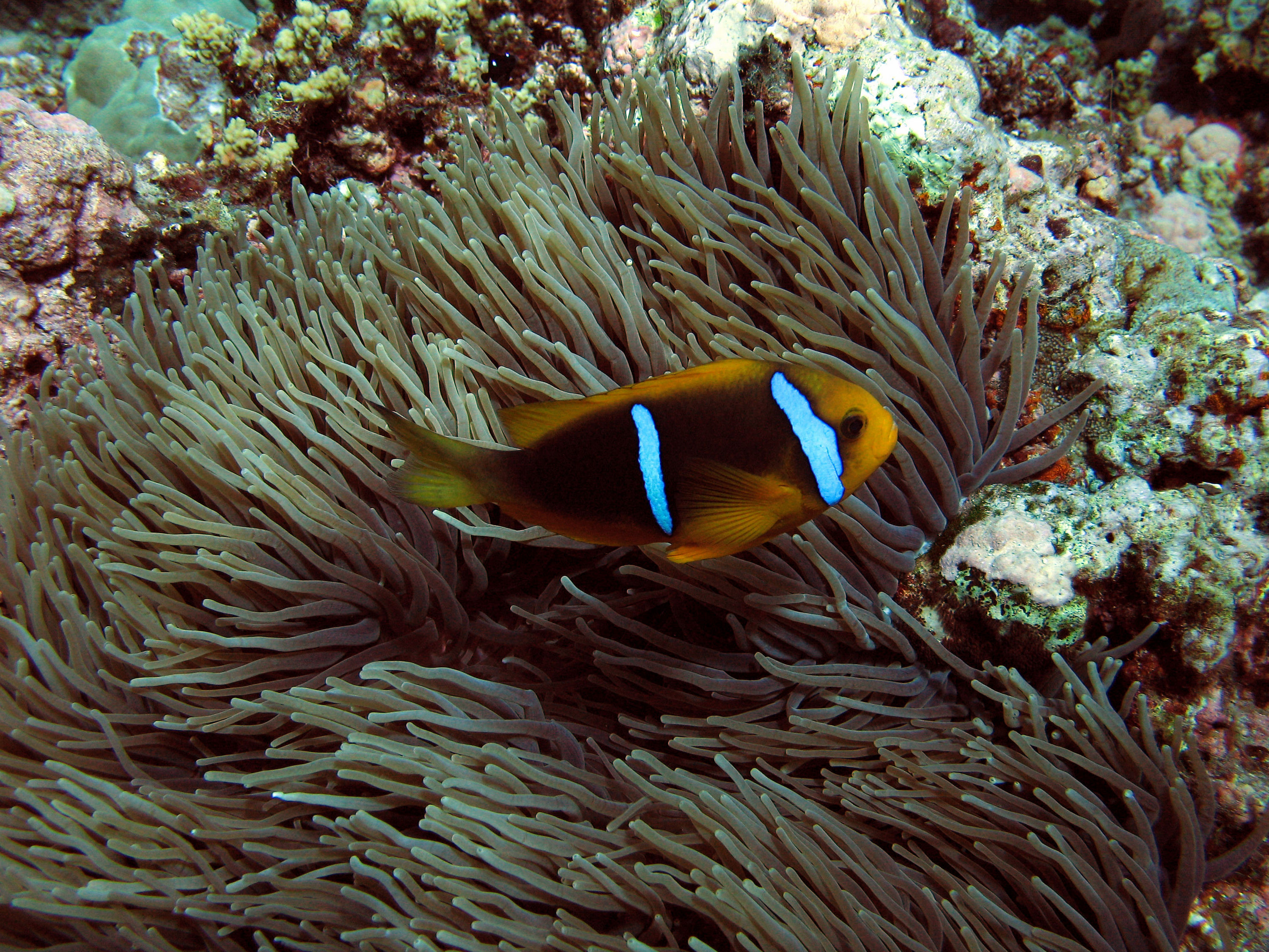 Orangefin Anemone Fish and host