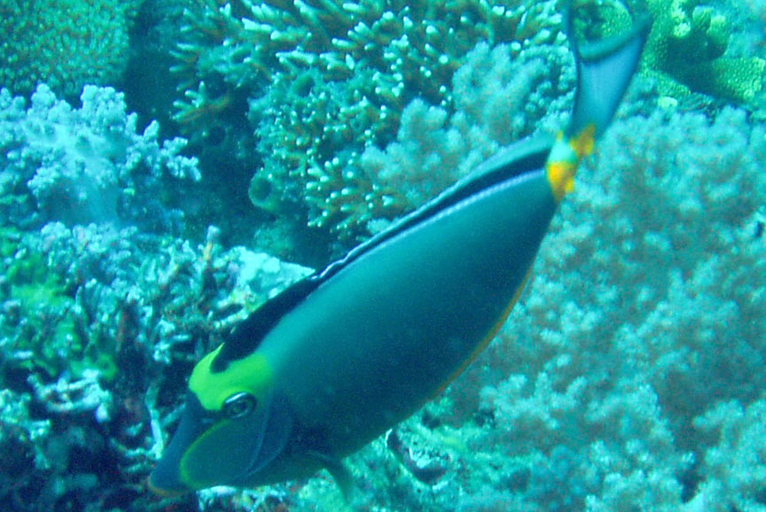 Orangespine Unicornfish