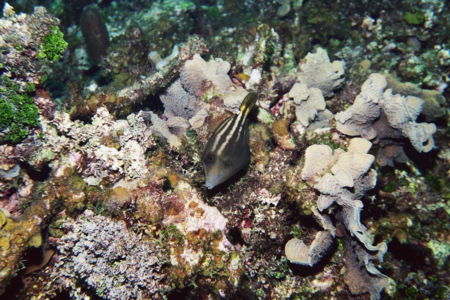 Orangespotted Filefish