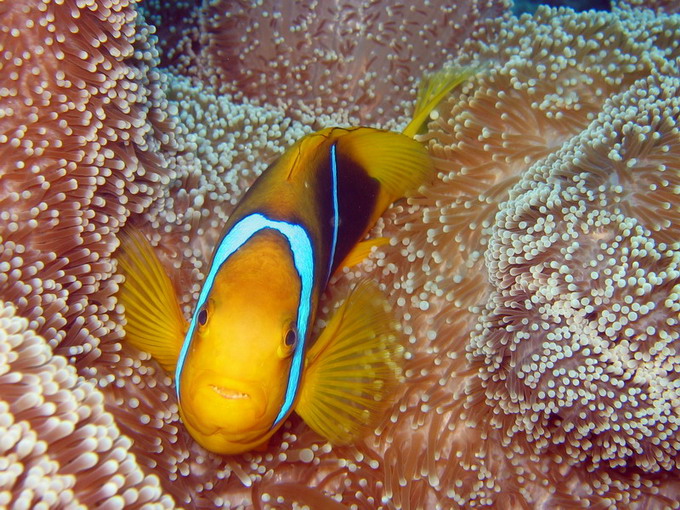 Orangfin Anemonefish