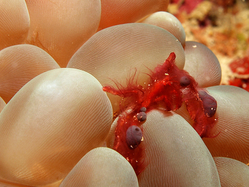 Orangutan crab in bubble coral