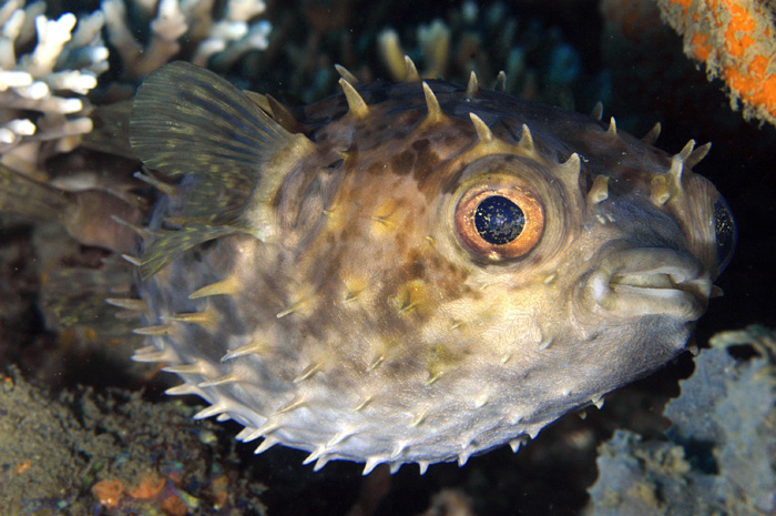 Orbicular Burrfish