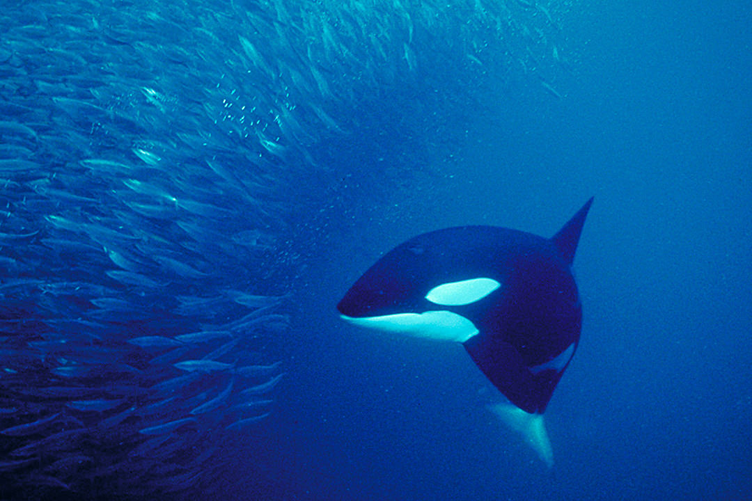 Orca