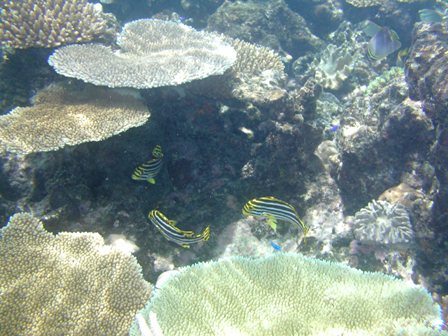 Oriental Sweetlips Triplets